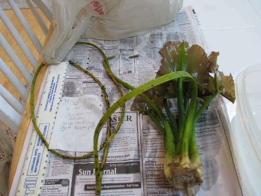 site 26 spatterdock  no flower 2 note long outside stems